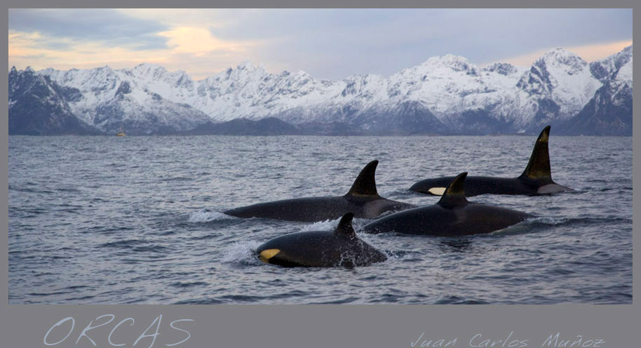 Viaje fotografico: Auroras Boreales y Orcas en Lofoten - Foro Ofertas Comerciales de Viajes